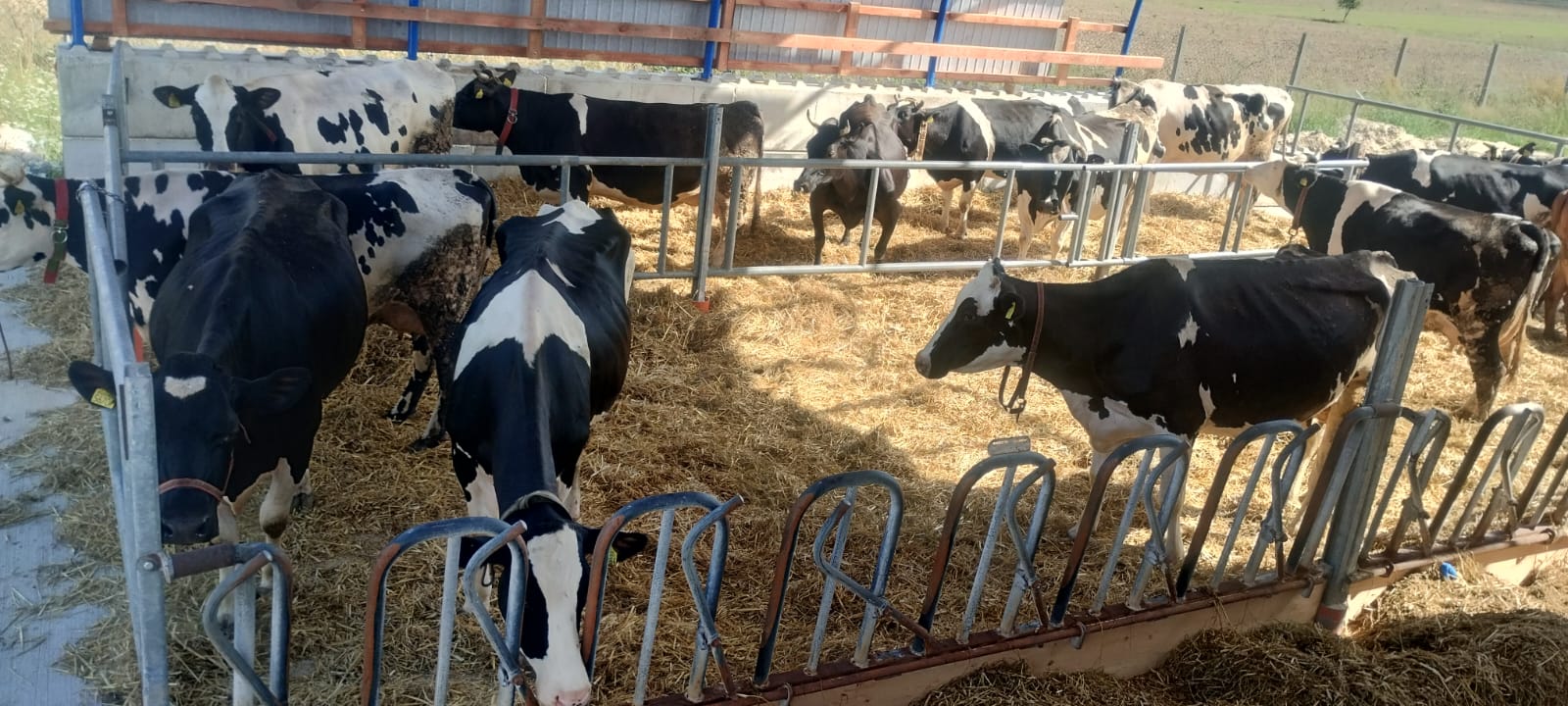 Hala łukowa 11m 28 IMG 20240916 WA0000